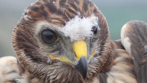 Hen Harrier