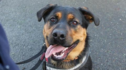 Kiki, a Rottweiler cross German Shepherd