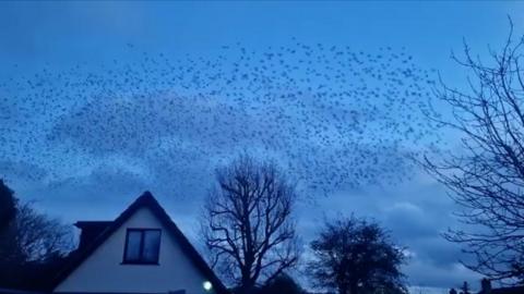 The murmuration could be seen above Bingham in the early evening