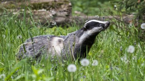 A badger among the grass