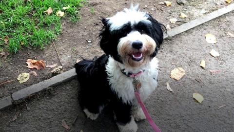 A small black and white dog