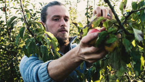 Man picking fruit