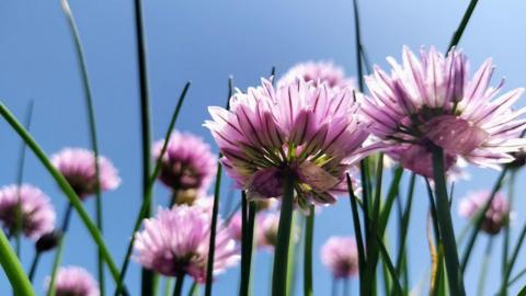 Close up of pink flowers against the back-drop of a bright blue sky