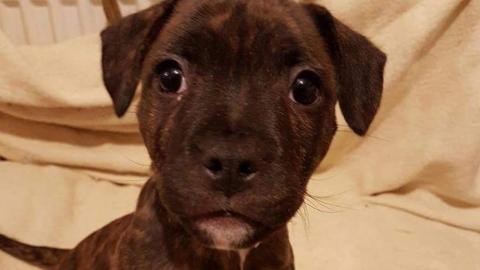 The Saffie-type puppy has now been rehomed