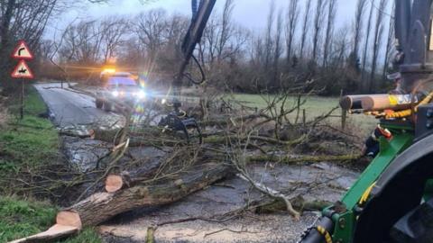 Fallen tree in Loughborough