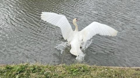 Swan