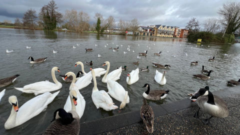 These swans, geese and other birds enjoying a morning on the water in Windsor were captured by Weather Watcher Shadowfoley