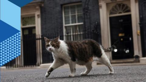 Downing Street cat