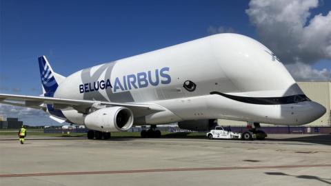 Beluga