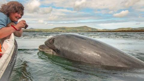 Fungie the dolphin has lived in Dingle Harbour in Kerry for 37 years