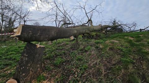 The chopped down tree