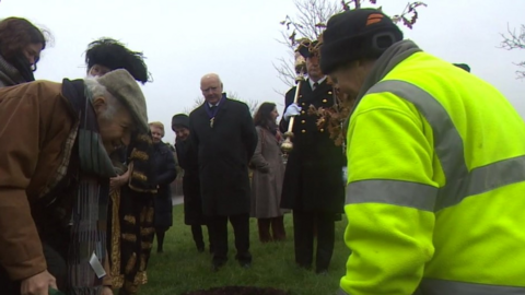 A tree being planted on Plymouth Hoe