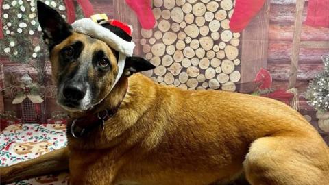 Chase the dog wearing a Christmas hat