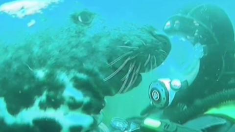 seal touches diver