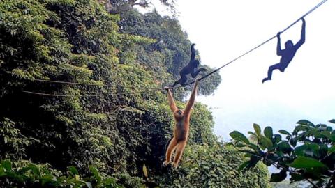 Gibbons on the rope bridge