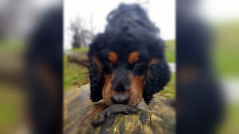 Conservation dog Rocky, with a great crested newt on a log