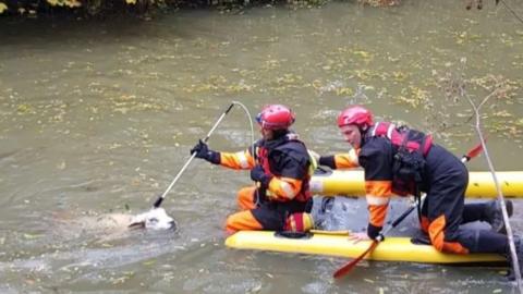 Firefighters rescuing a sheep