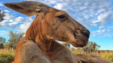 Roger, a kangaroo