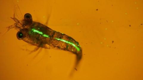 Fluorescent pieces of plastic drifting near some copepods