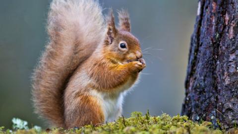 Red squirrel