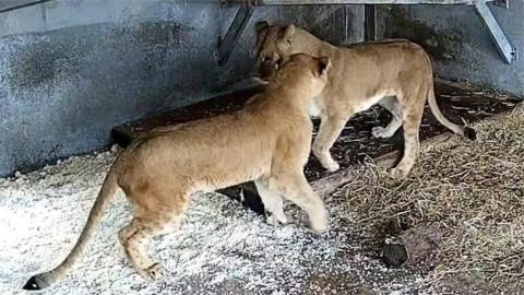 Lions in their enclosure