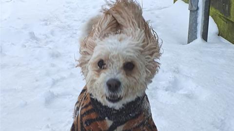 Dog in the snow
