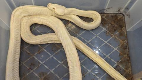 The male albino carpet python was found 'severely emaciated'