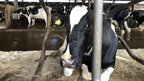 Cow in the dairy shed