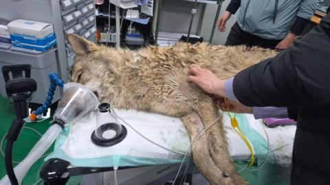 A wolf lying on an operating table, apparently sedated. 
