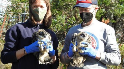 Ringed osprey chicks