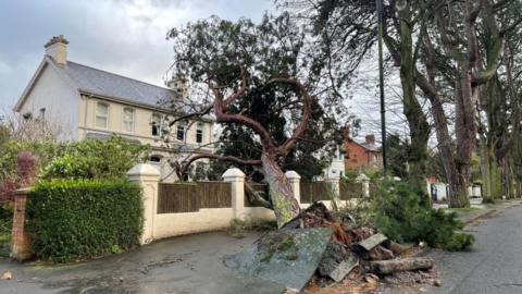 A tree fell down on a road in east Belfast during Storm Eowyn