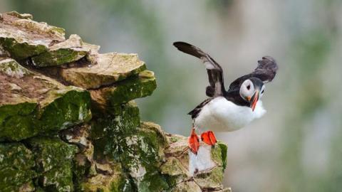 A puffin with wings spread is pitched forward off a rocky outcrop - it looks as though it is about to take flight.