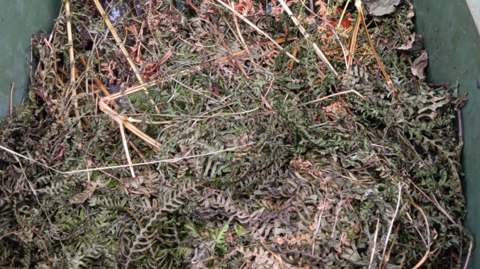 Garden waste rotting inside a green bin