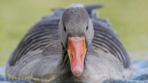 A close-up of the front of a duck which has an orange beak and grey feathers