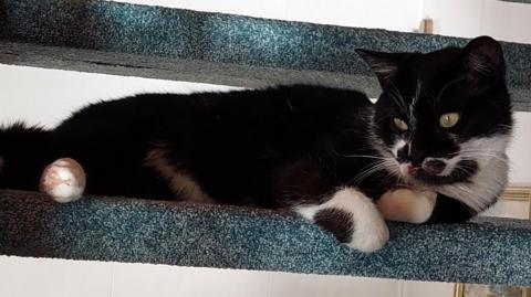Pierre safely at home in France. The cat, which has a black and white face, white paws and a black body, is curled up on a staircase looking contented.