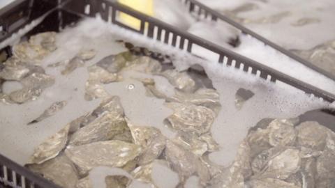 Oysters in water in a tray