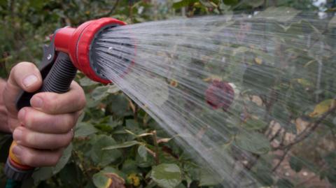 A person's hand holding an adjustable hosehead and spraying water over flowers in a hedge