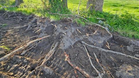 Tree roots sticking out of the ground. Some of them are damaged. There is green grass at the top of the image and two trees coming out of the ground.