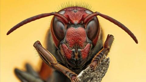 Close-up photograph of a hornet.