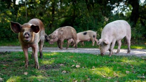 Four pigs stand on the roadside in Hampshire during Pannage. Three pigs in the background are eating off the floor. A pig to the left in the foreground is looking into the camera.