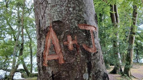 A carving reading A + J on a tree in the Lake District. The scarring left behind is a red colour. There are many other trees in the background which are next to a lake.