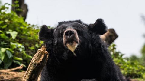 File photo of a black bear in Japan