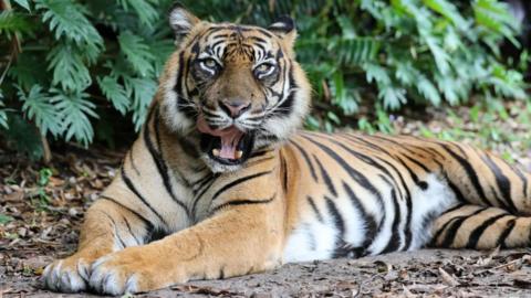 File photo of one of Dreamworld's tigers