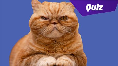 A grumpy-looking ginger cat with the word Quiz in a graphic at the top right of the image. 