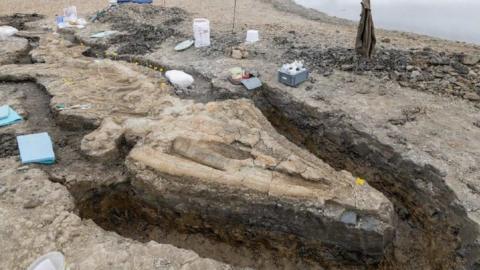 Fossilised skeleton with long snout being excavated