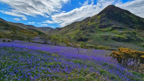 A field of bluebells in front of a steep hill under broken cloud