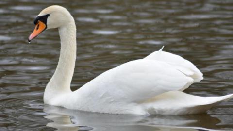 A swan on a lake