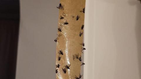 Flies stuck to a brown post. The post is close up in the centre of the picture showing more than a dozen dead or dying insects.