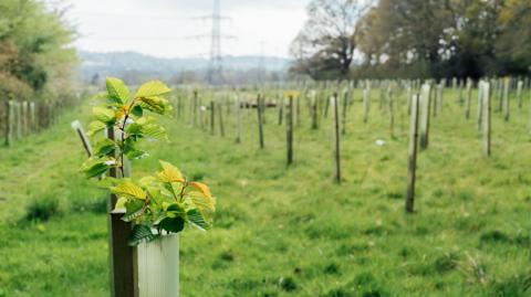 Plantation of newly planted trees supported by wooden stakes and plastic tubes in a cleared forest