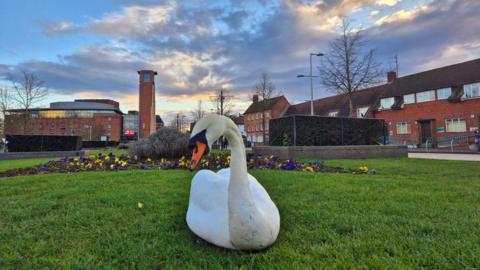 A swan, with white feathers and an orange beak, sits on grass in front of a flowerbed with yellow and purple pansies in Stratford-upon-Avon.